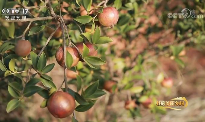 湖南油茶“端”上央視 惠農網助力走俏“云端”